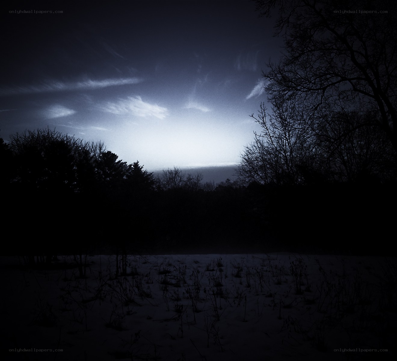 Snowy night with bare trees