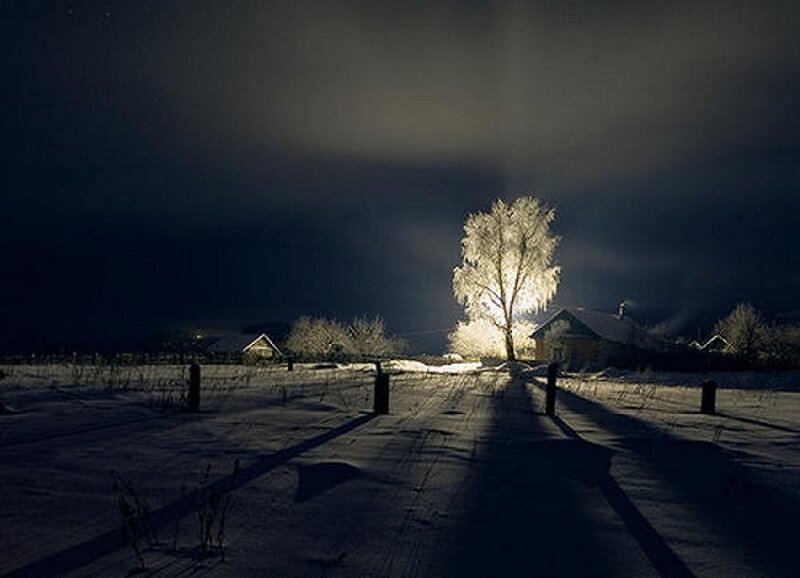 Snowy night with illuminated tree
