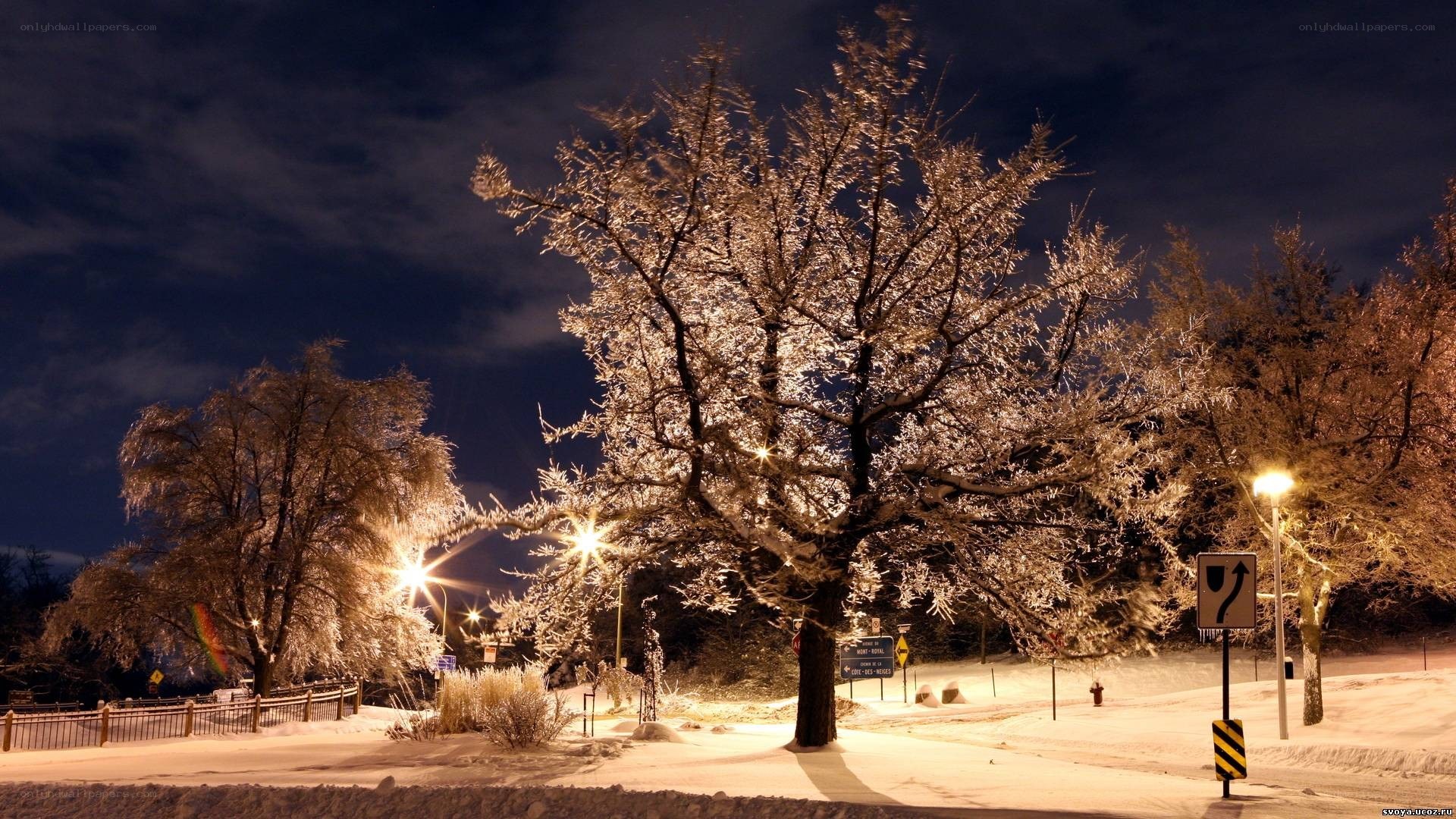 Snowy night with illuminated trees