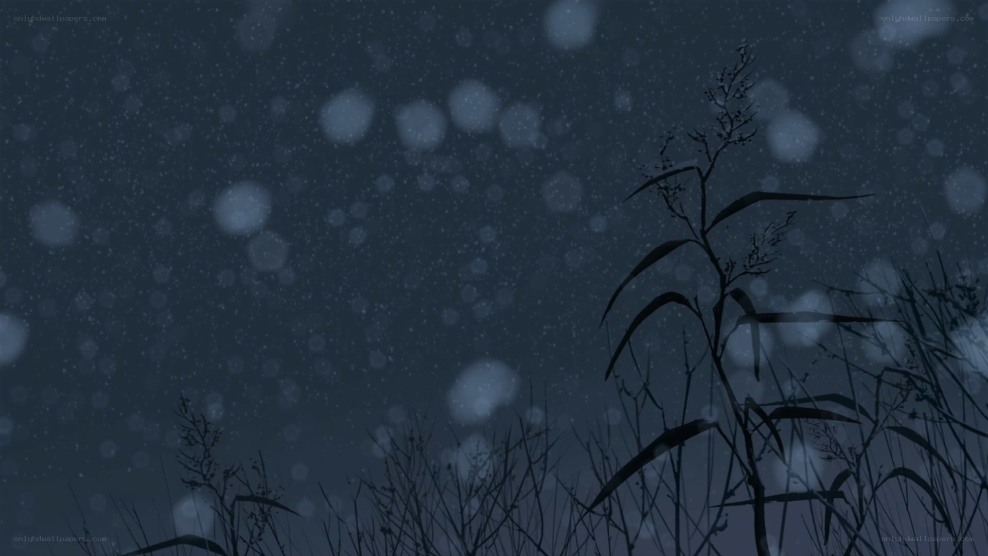 snowy night with plants