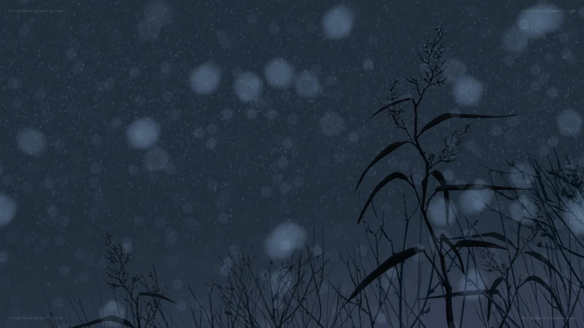 snowy night with plants