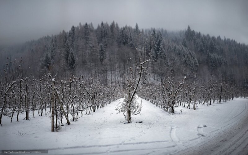 Snowy orchard in winter
