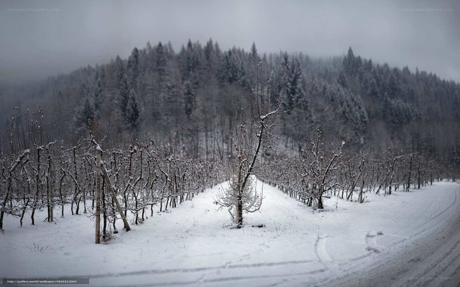 Snowy orchard in winter