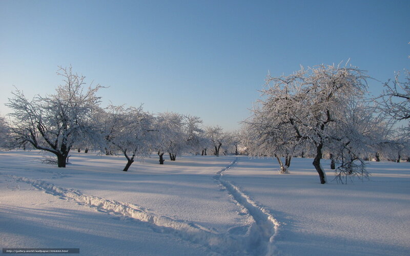 Snowy orchard path