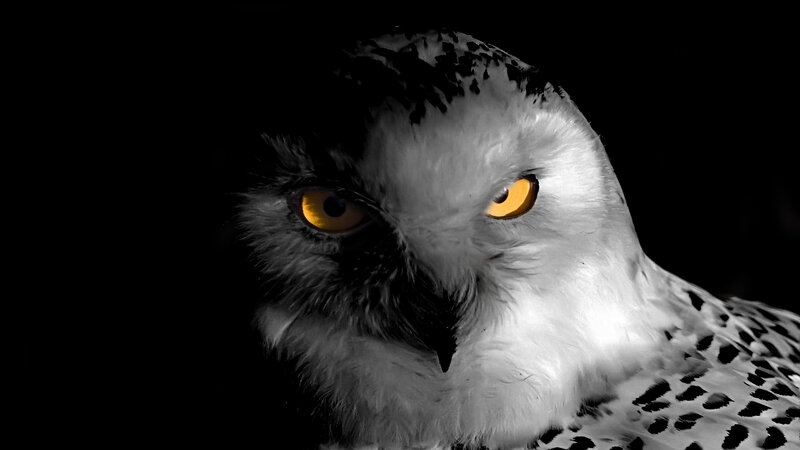 Snowy Owl — Black