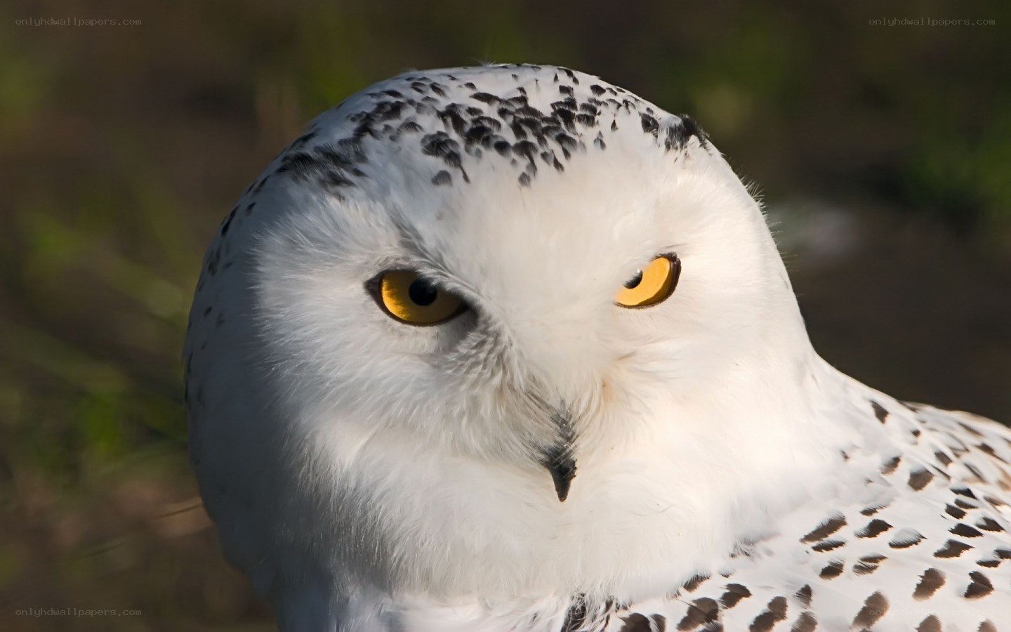 Snowy owl close-up