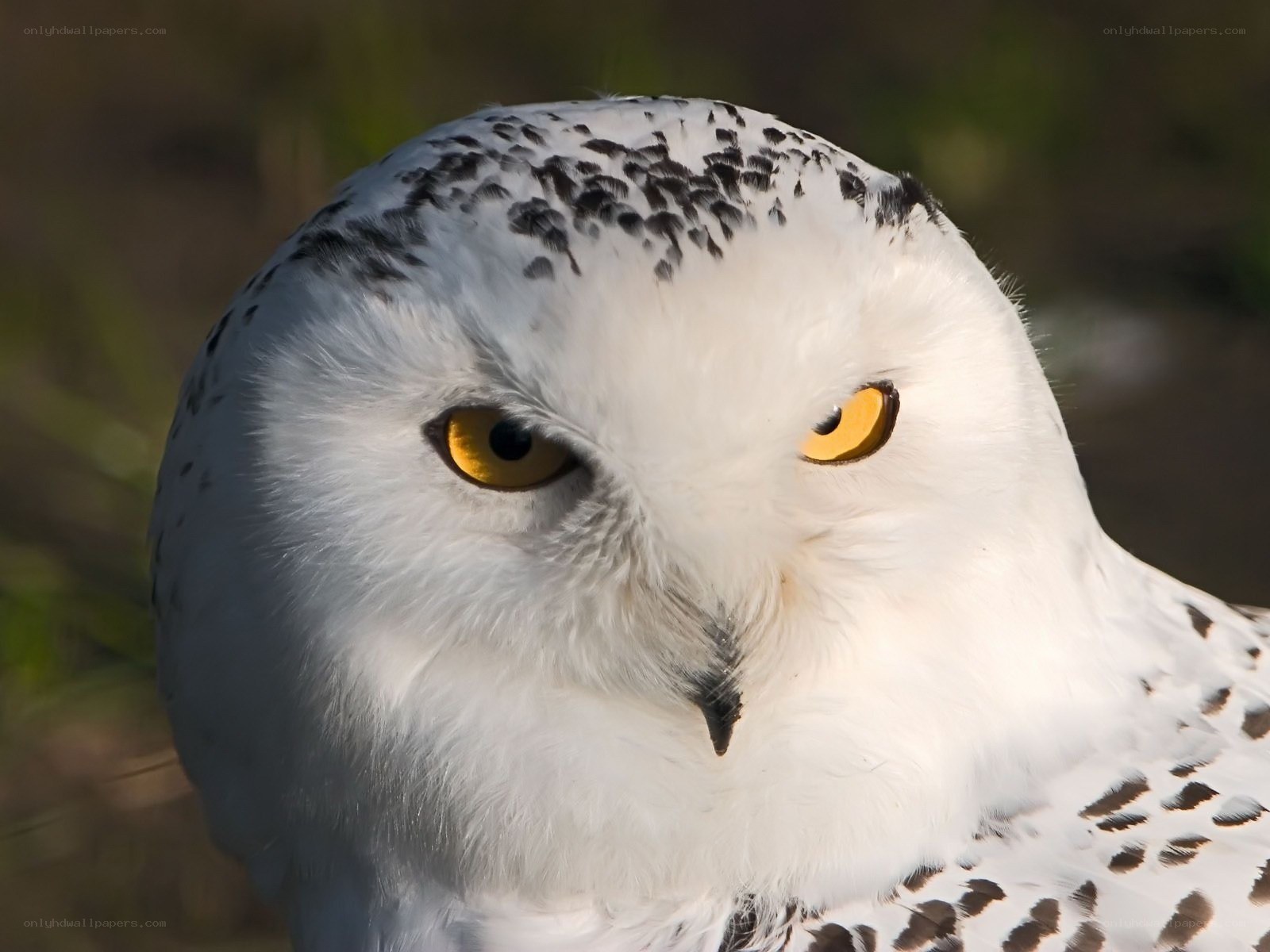 Snowy owl close-up