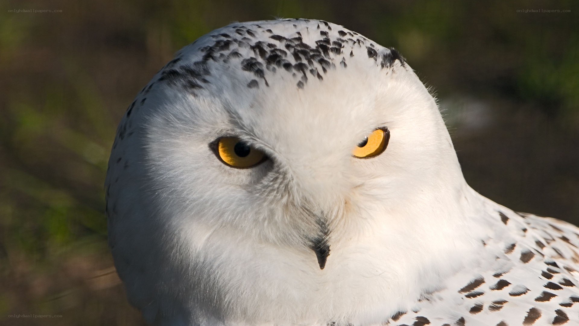 snowy owl close-up