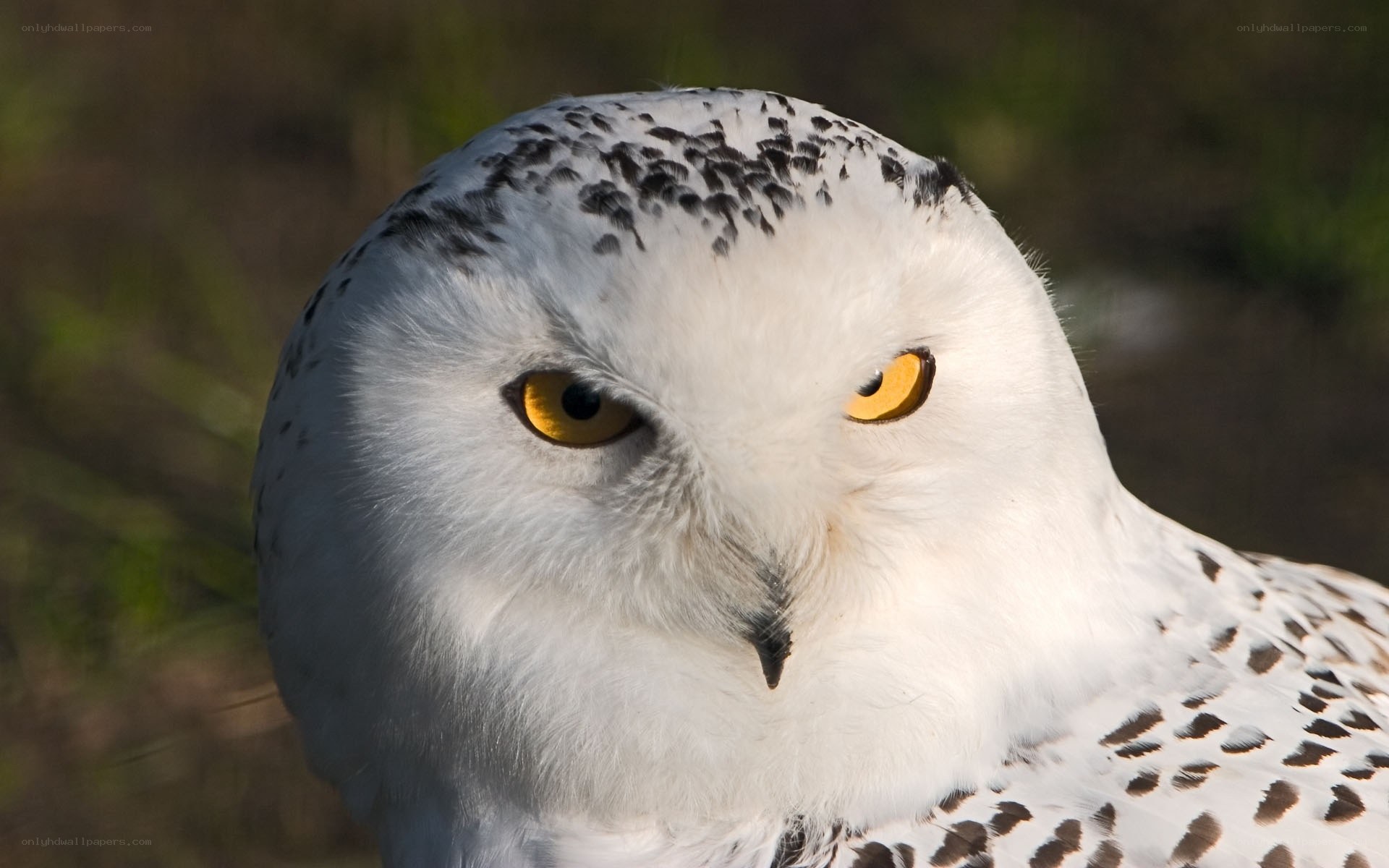 snowy owl close-up