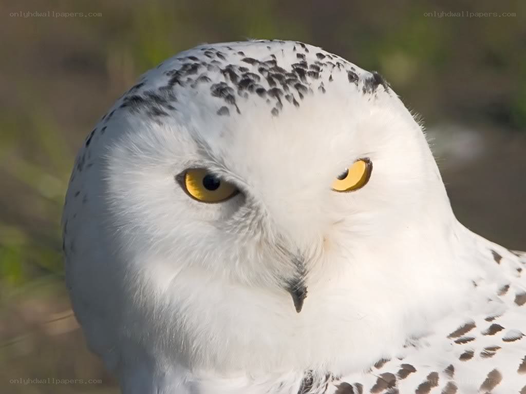 snowy owl close-up