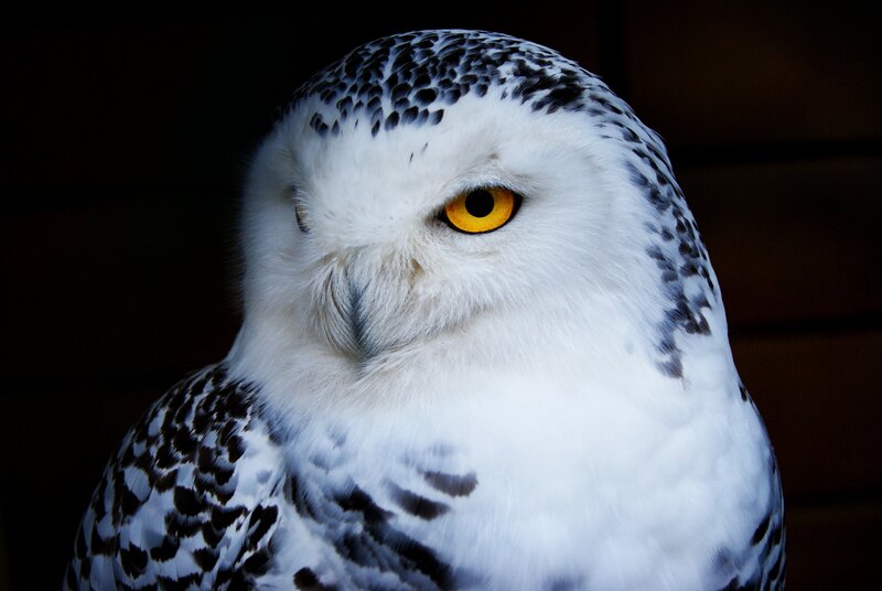 Snowy owl close-up portrait
