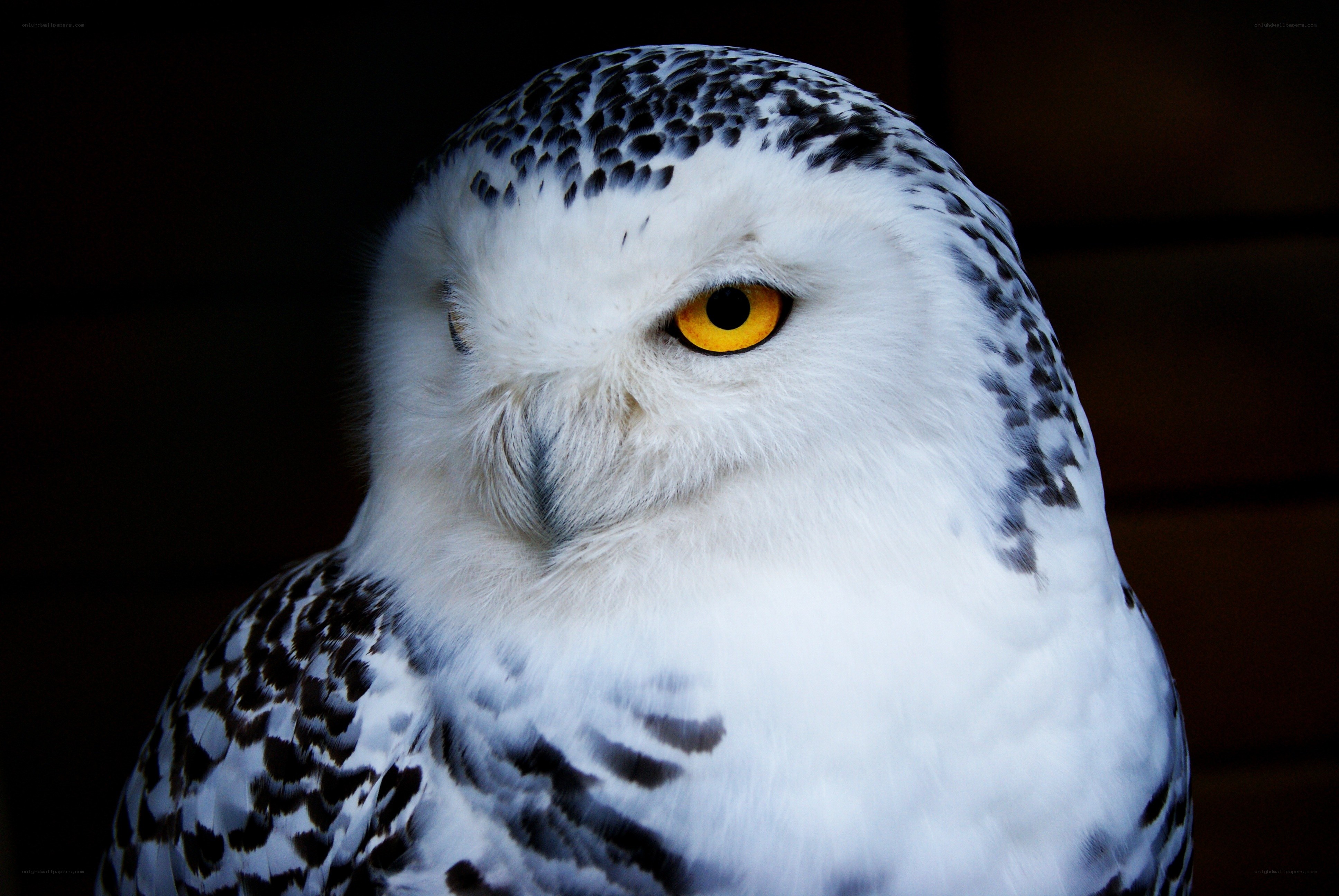 Snowy owl close-up portrait