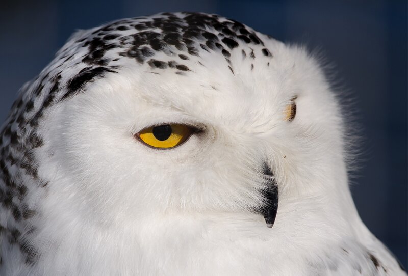 Snowy Owl Close-up — White, Intense