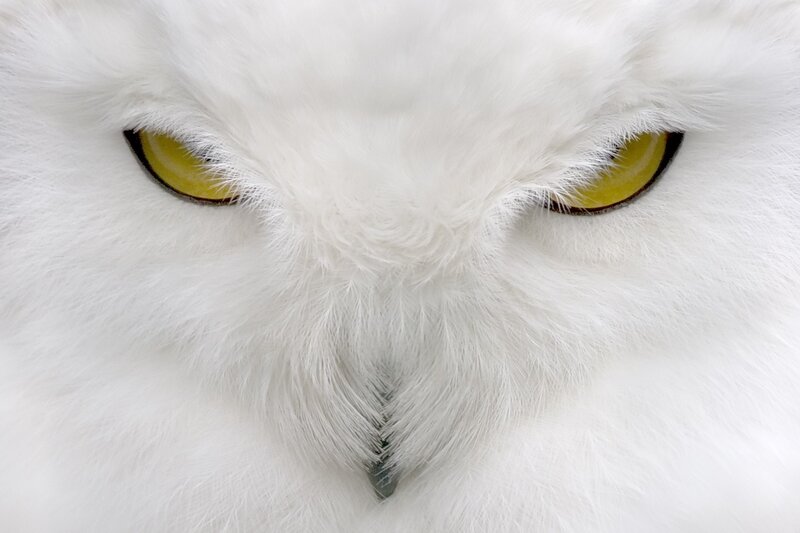 Snowy Owl Face — Eyes