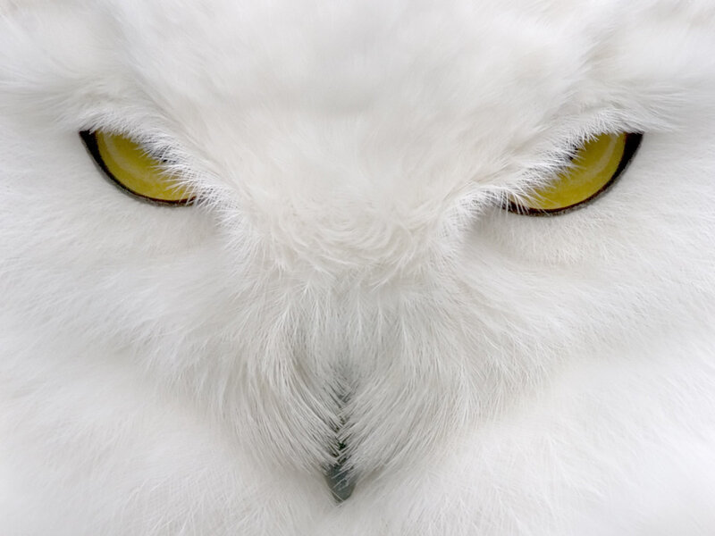 Snowy Owl Face