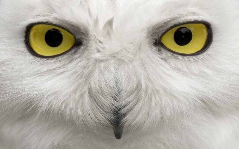 Snowy Owl Face — White, Intense, Photograph, Eyes, Beak, Feathers, Yellow, Black