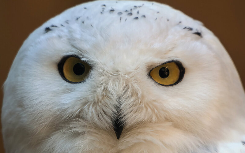 Snowy Owl Face — White, Intense, Photograph, Eyes
