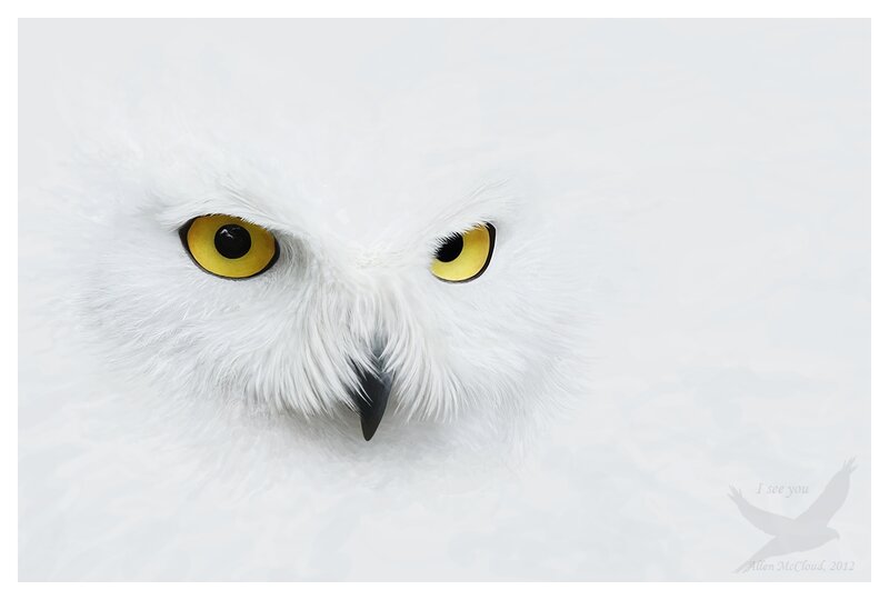 Snowy Owl Face — White, Intense, Photograph
