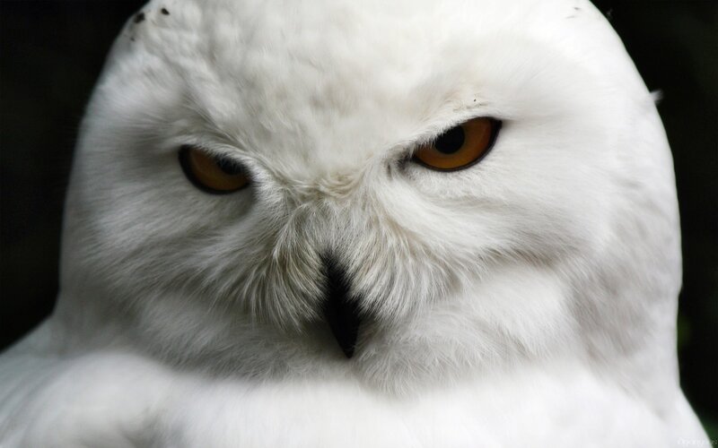 Snowy Owl Face — White, Intense