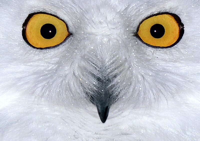 Snowy Owl Face — White, Intense, Winter