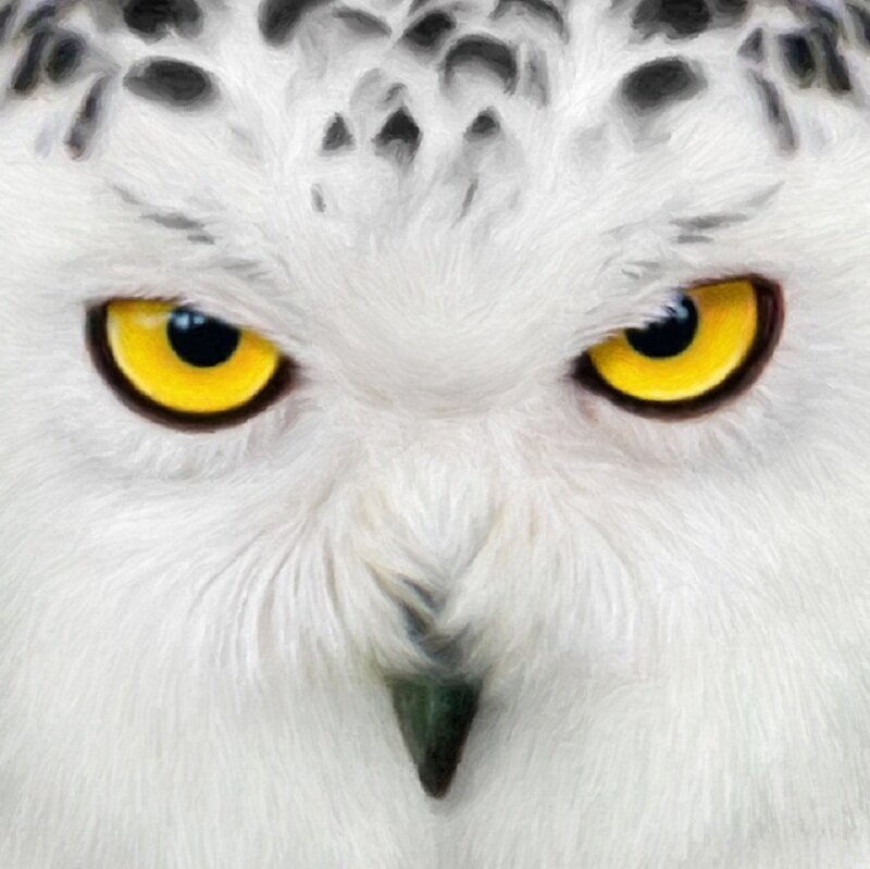 Snowy Owl Face — White