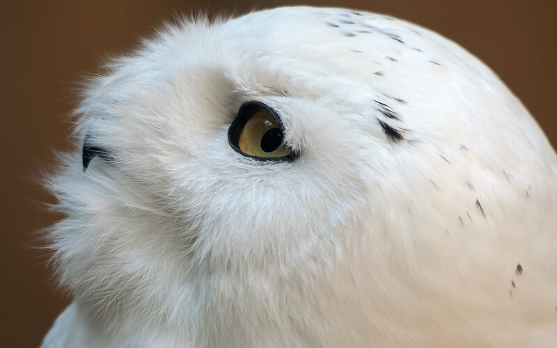 Snowy Owl Head