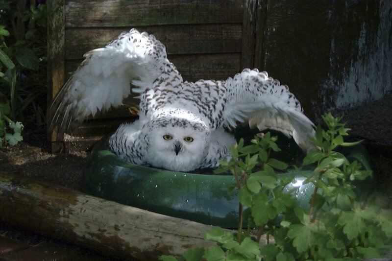 Snowy owl in a green bowl