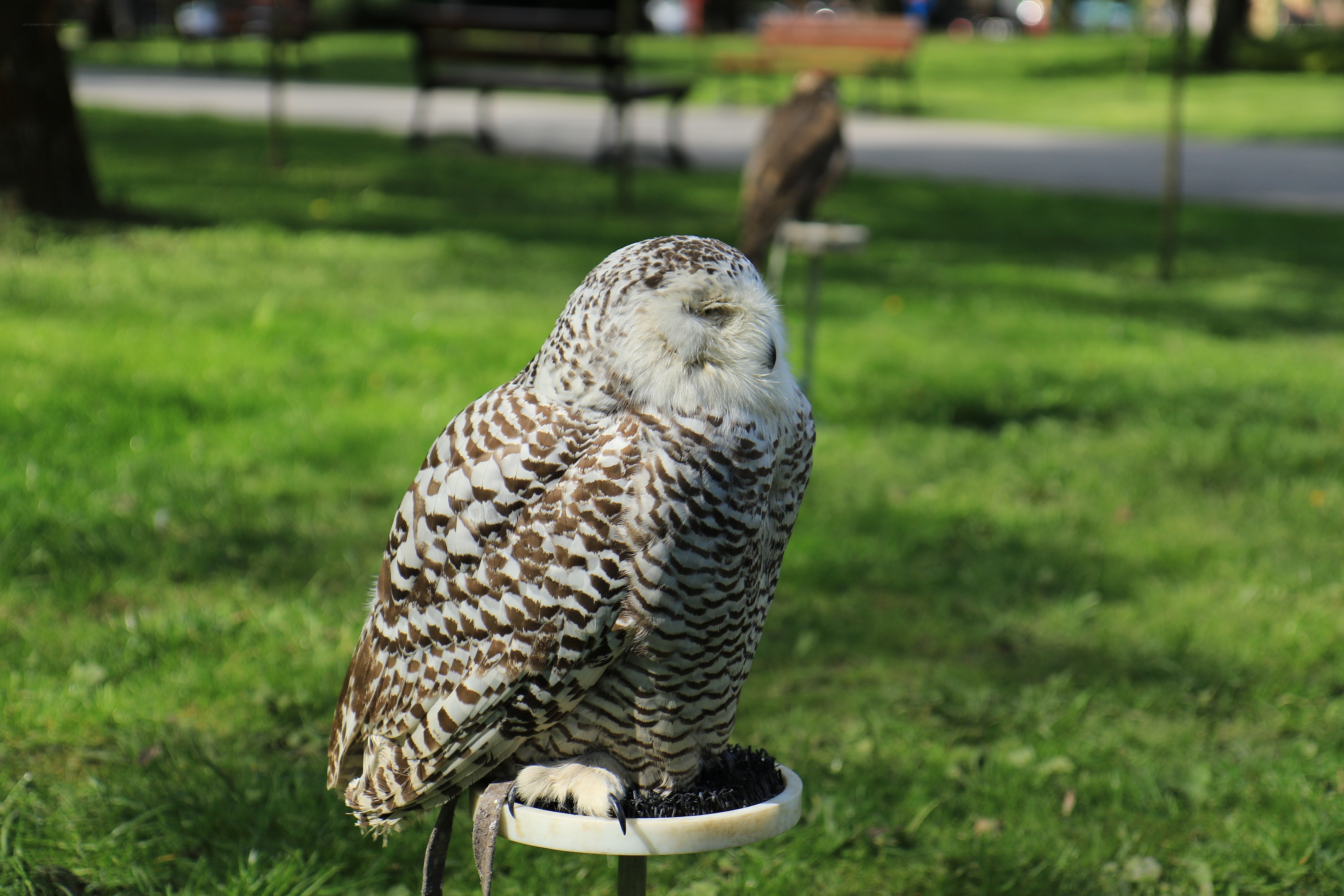 Snowy owl in a park