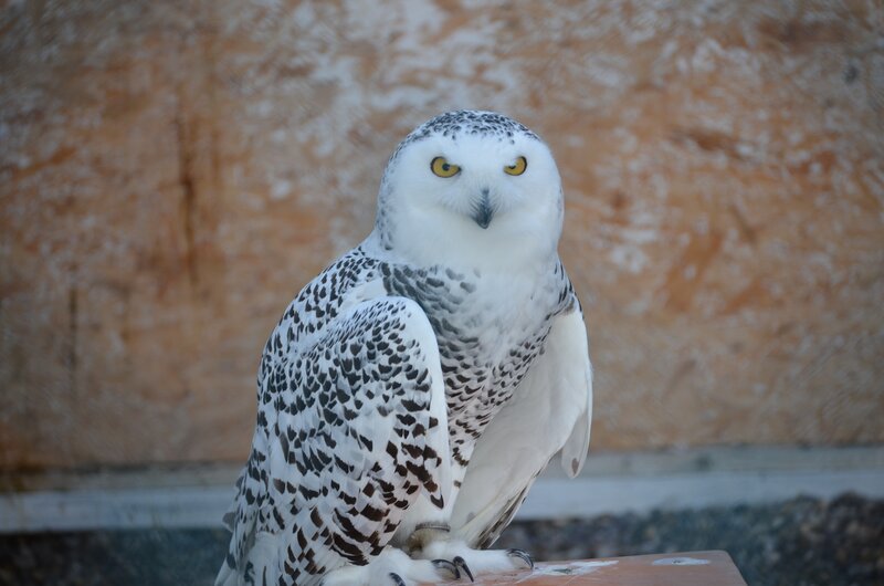 Snowy owl in captivity