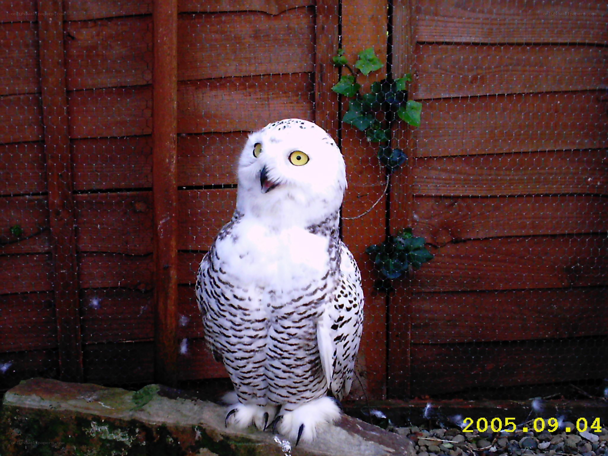 Snowy owl in enclosure