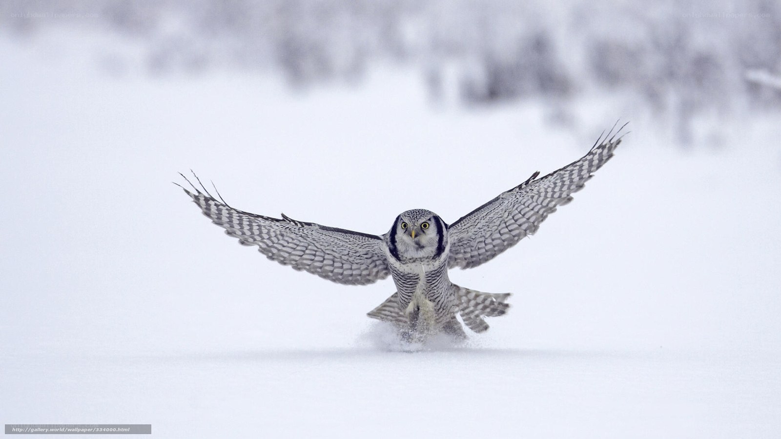 Snowy owl in flight