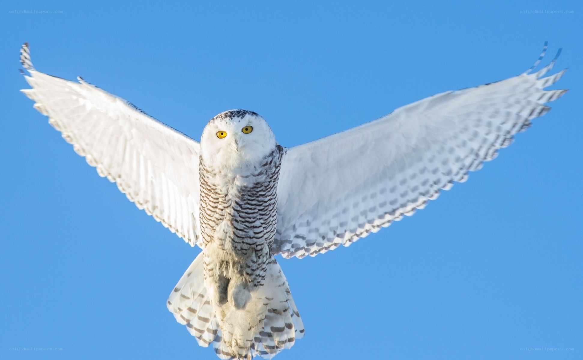 Snowy owl in flight