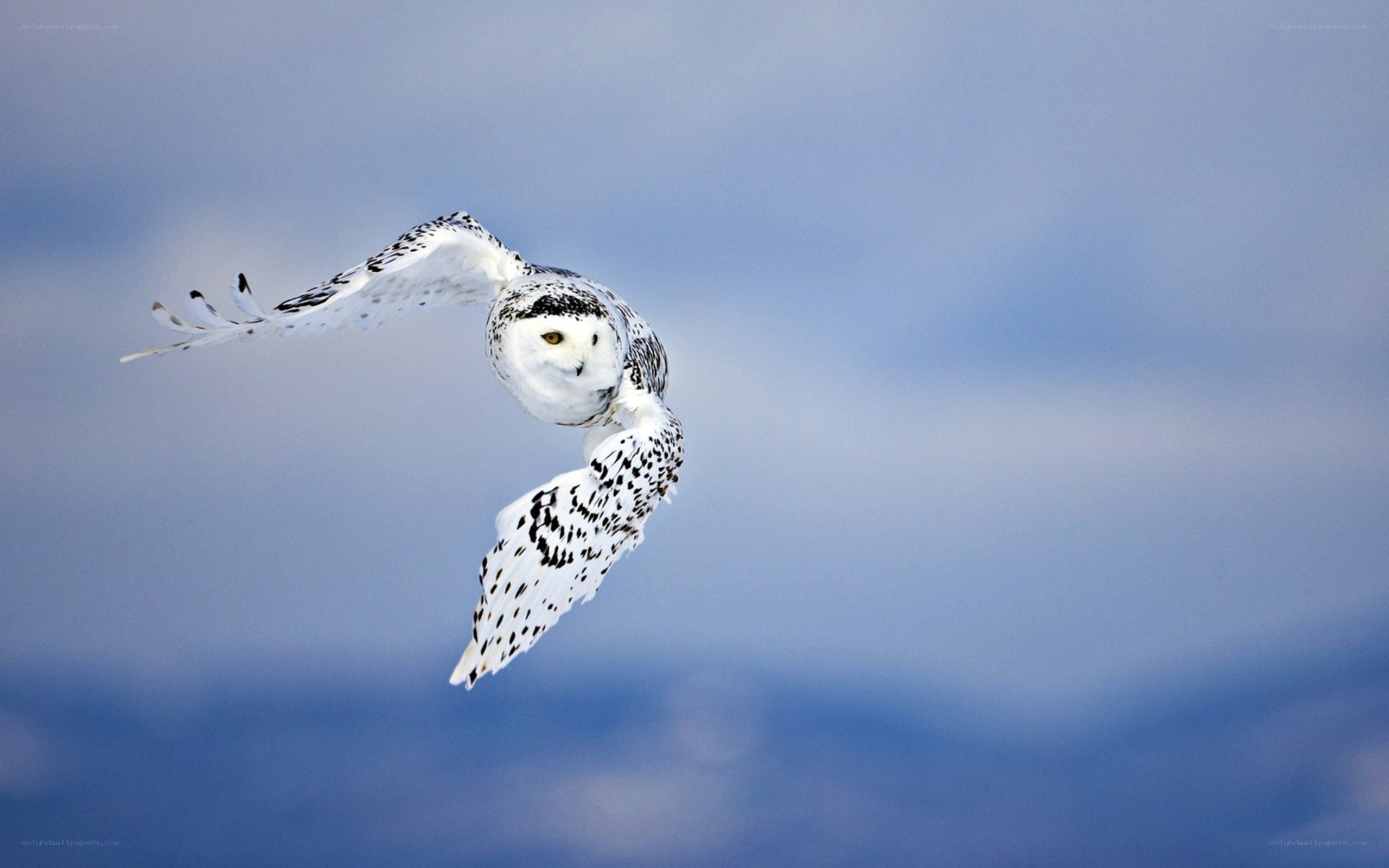 Snowy owl in flight