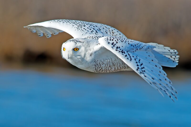 Snowy owl in flight