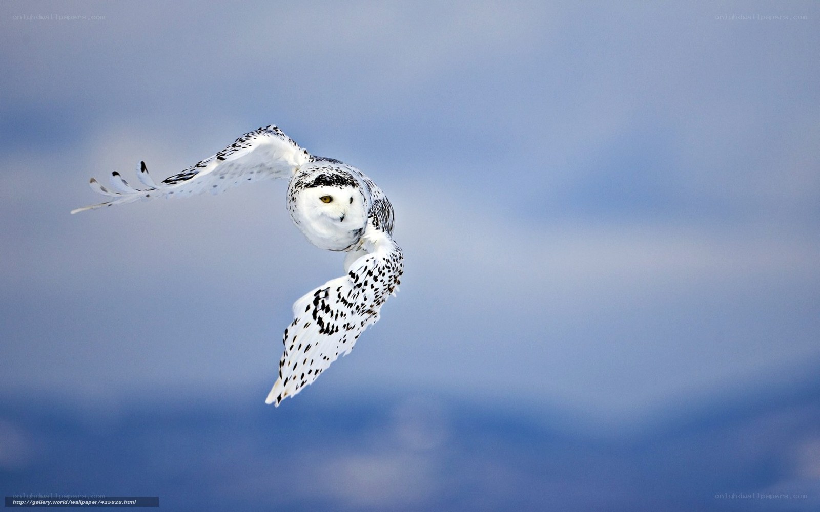 Snowy owl in flight