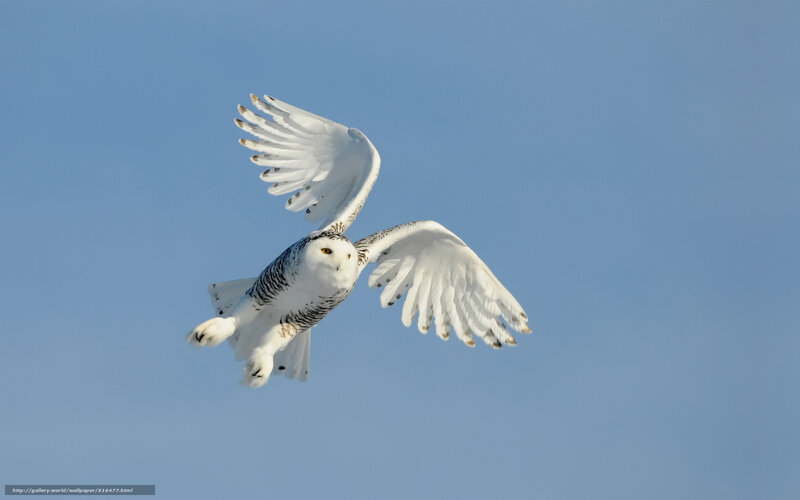 Snowy owl in flight