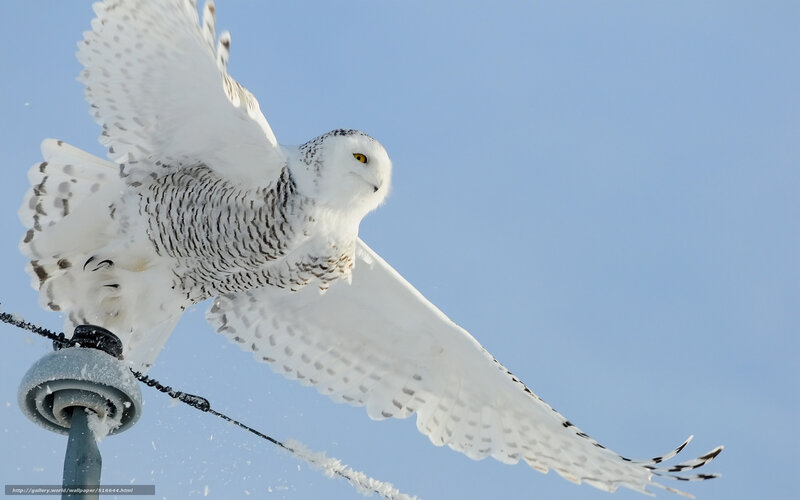 Snowy owl in flight