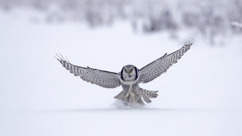 Snowy owl in flight