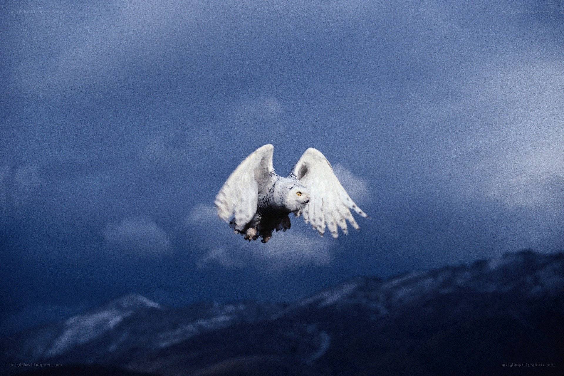 Snowy owl in flight