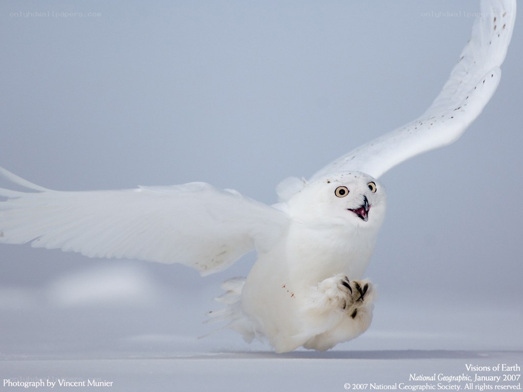 Snowy owl in flight