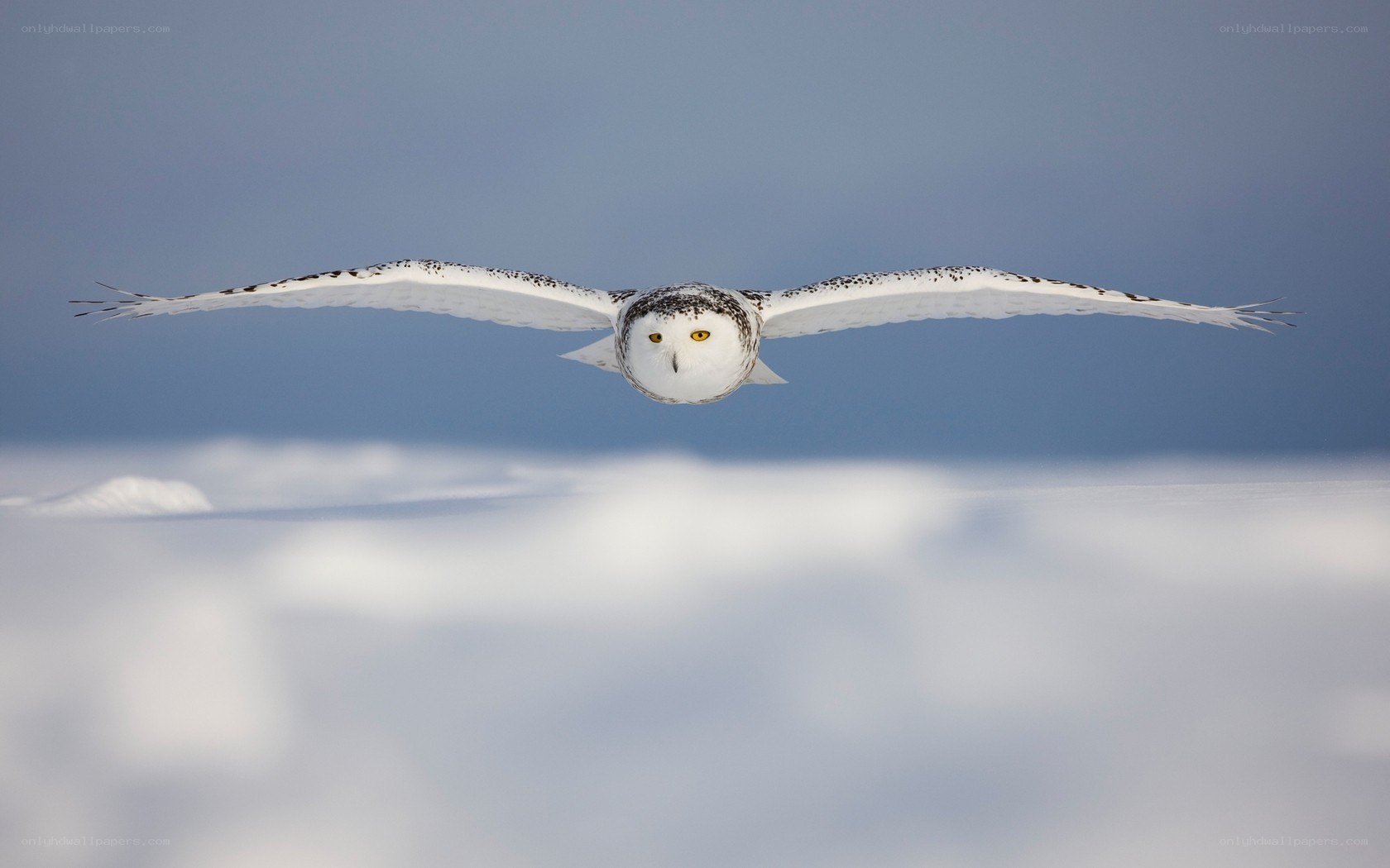 Snowy owl in flight