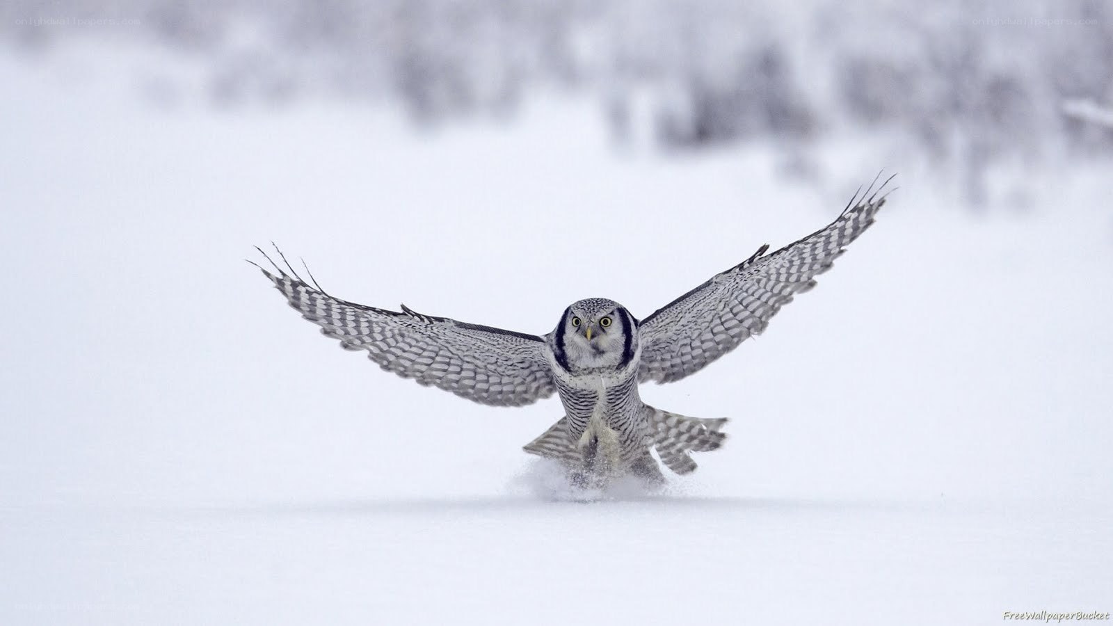 Snowy owl in flight