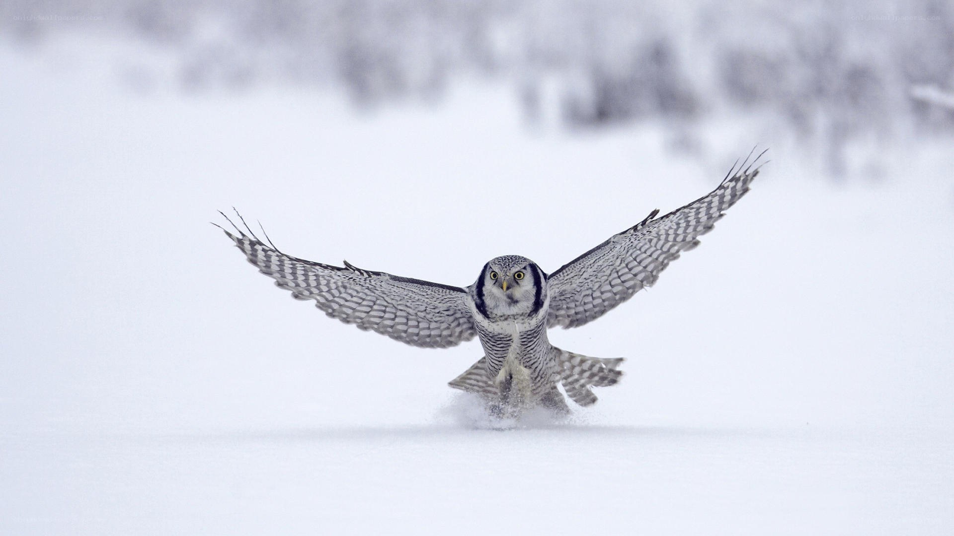 Snowy owl in flight