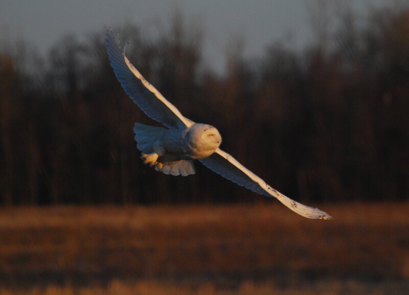 snowy owl in flight