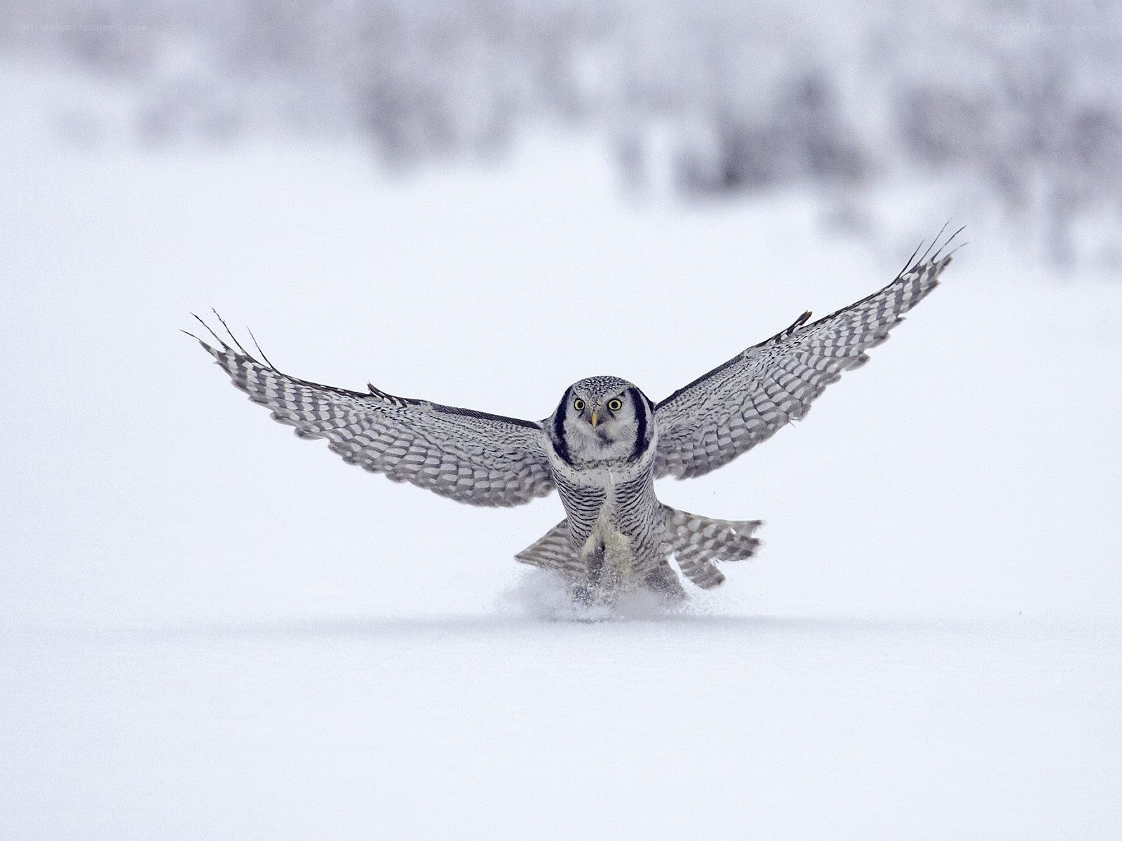 Snowy owl in flight