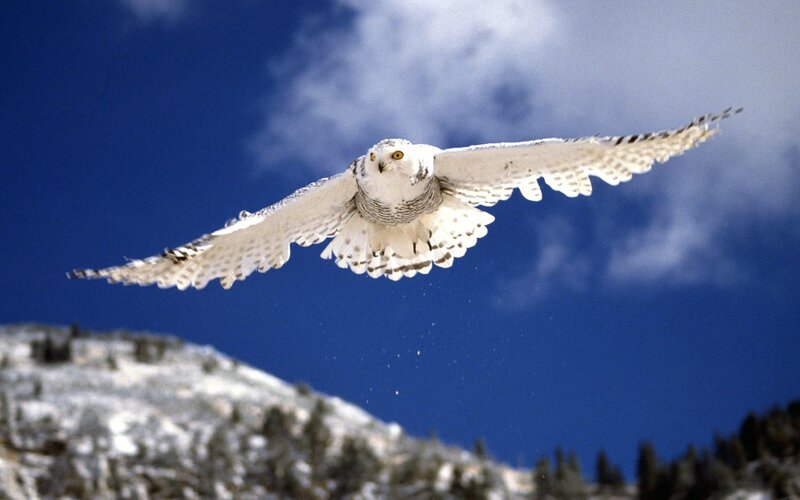 Snowy owl in flight