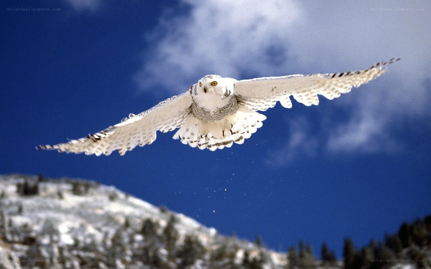 Snowy owl in flight