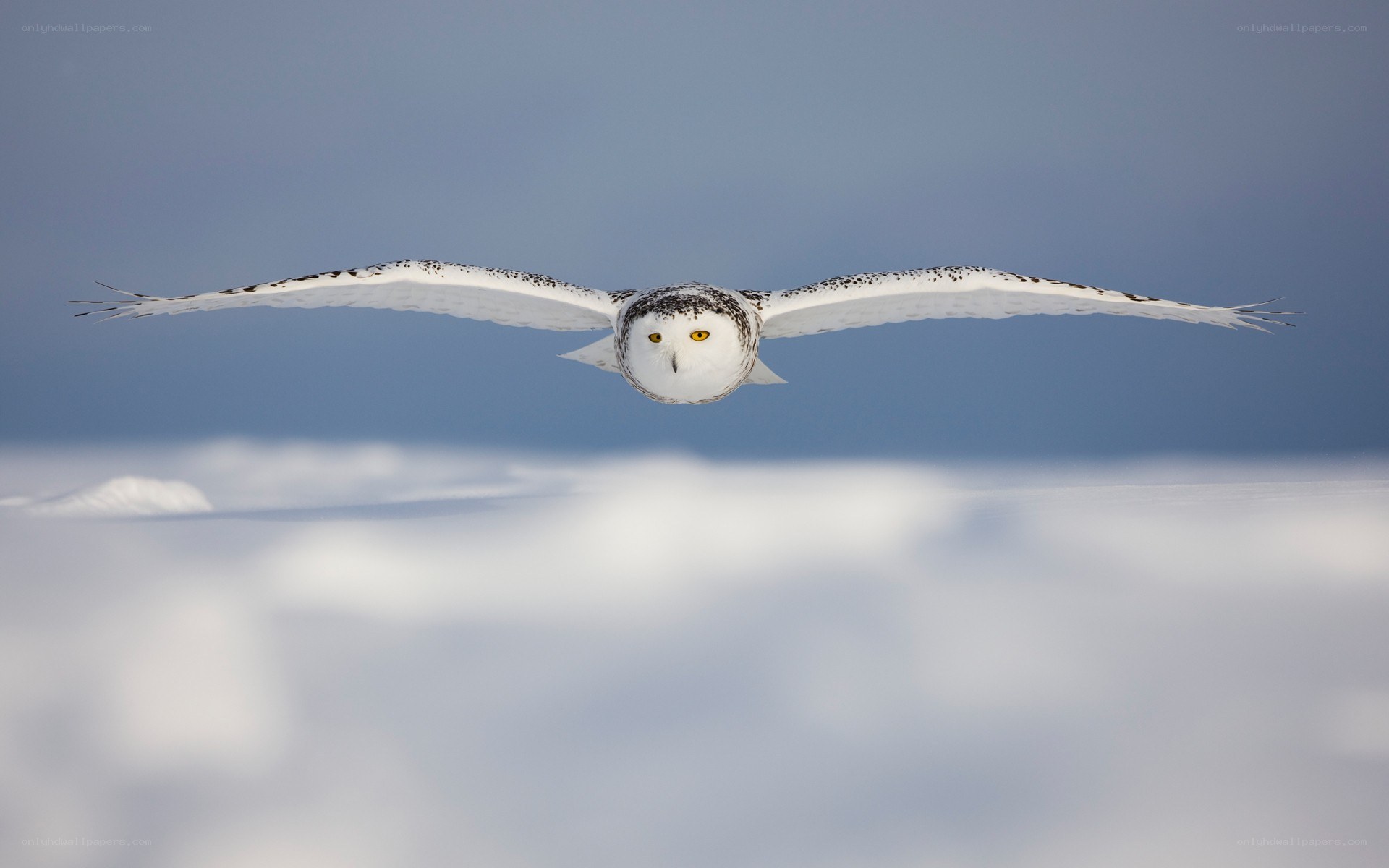 Snowy owl in flight
