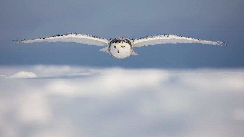 Snowy owl in flight