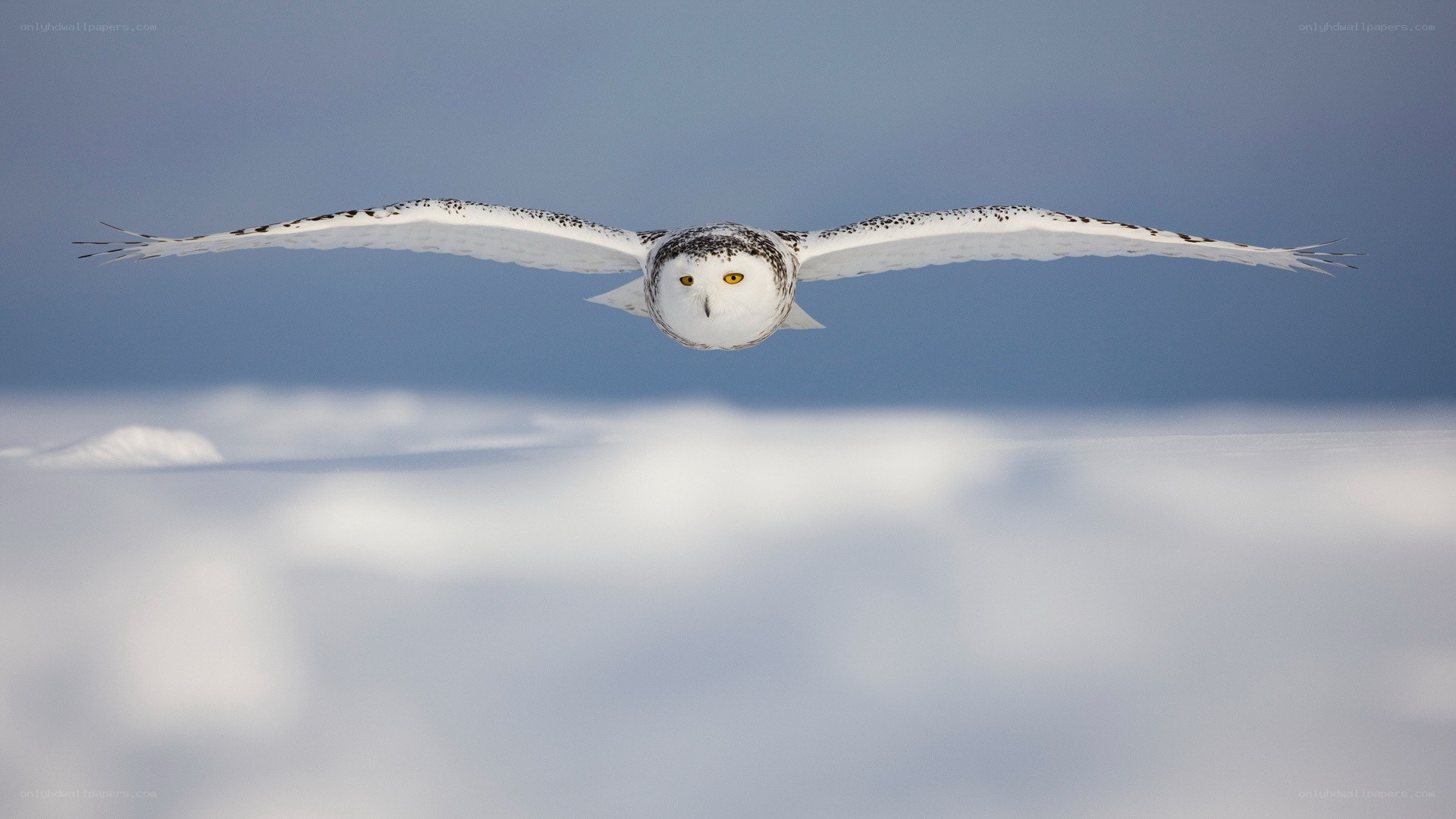 Snowy owl in flight